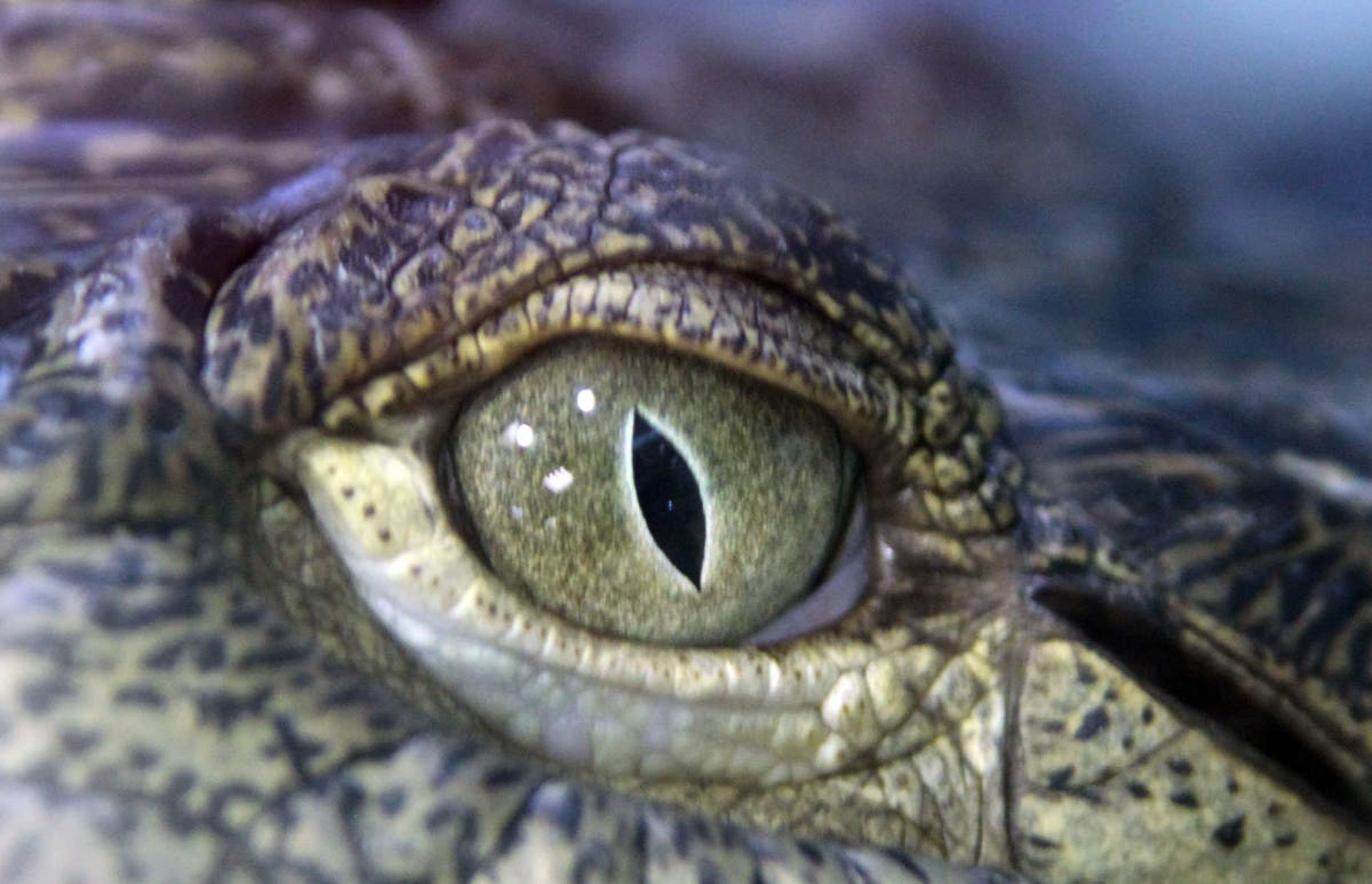 Larmes De Crocodile Larmes De Crocodile