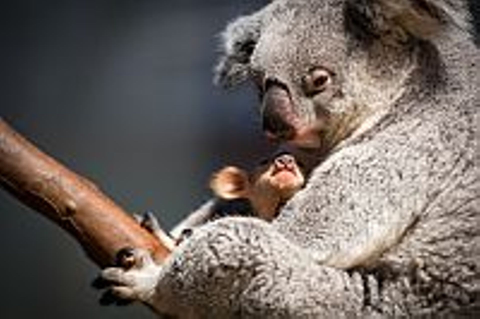 Un Bebe Koala Est Sorti De La Poche De Sa Mere A Planckendael