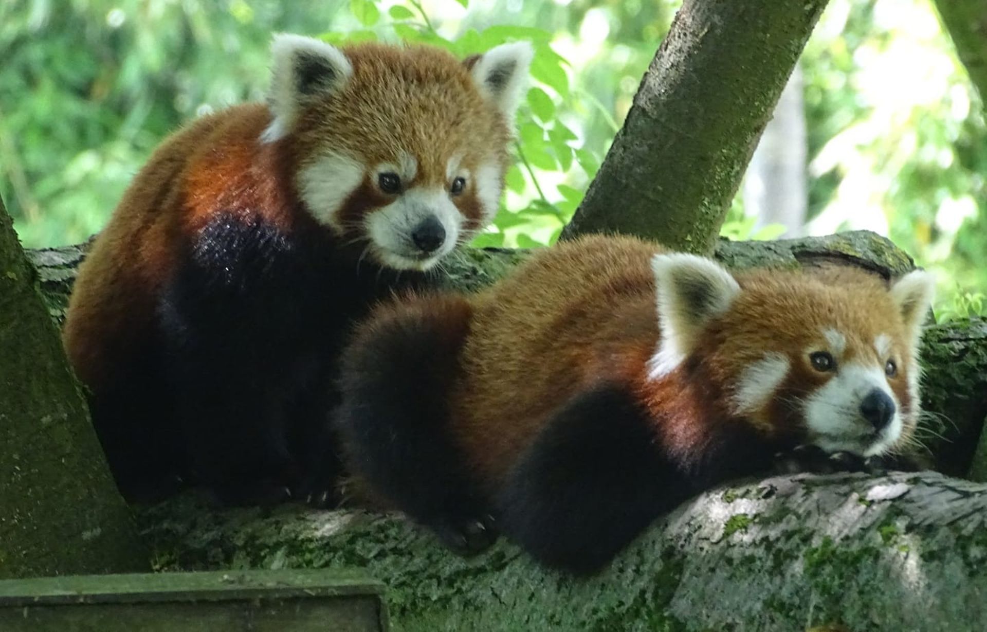 Pairi Daiza Bienvenue Aux Adorables Petits Pandas Roux Trop Chou