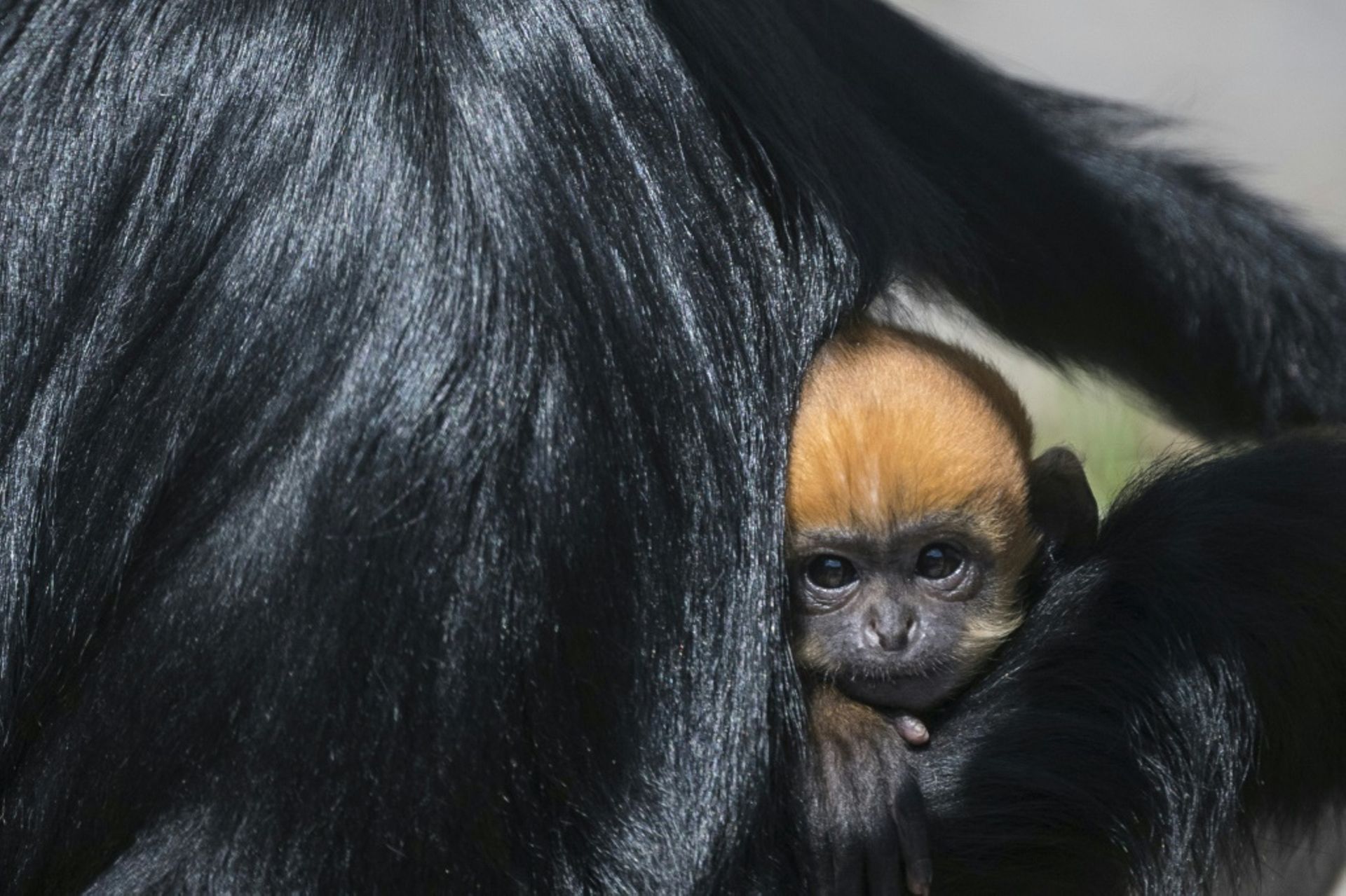 France Naissance Exceptionnelle D Un Petit Singe Langur De Francois