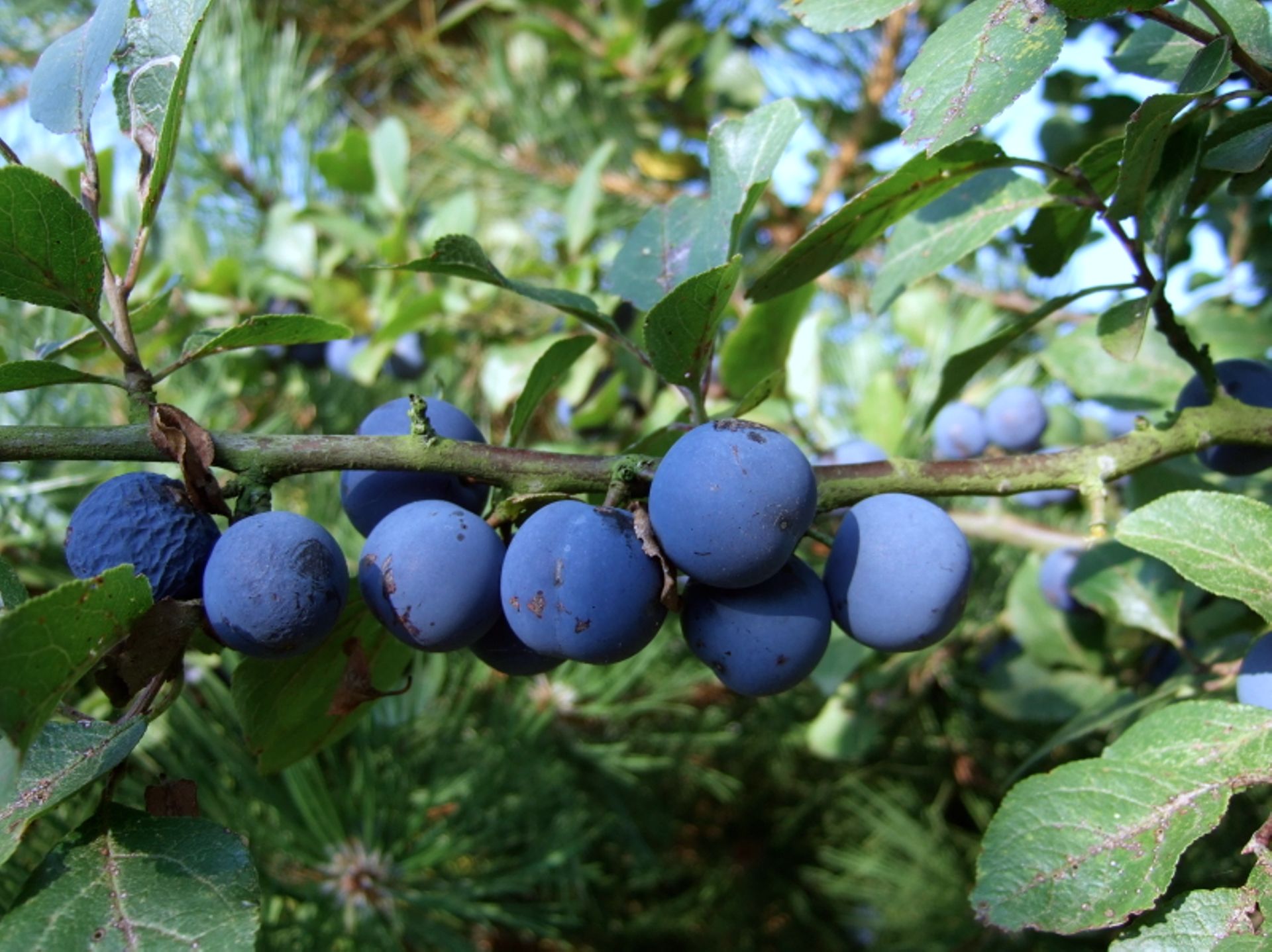 Les saveurs des prunes le tour du verger avec Luc Noël