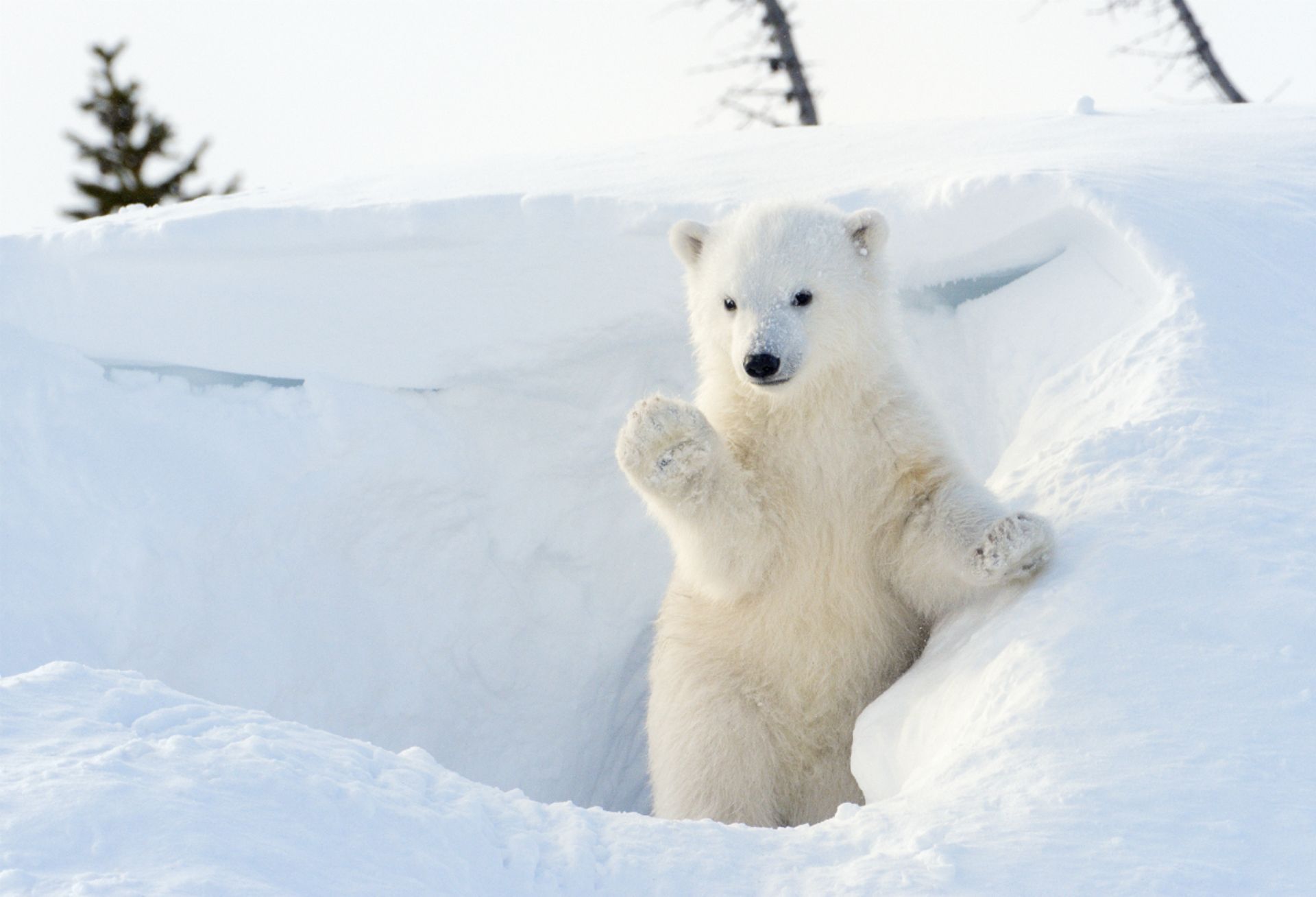 Un Ours Polaire Filme Les Premiers Pas De Son Ourson