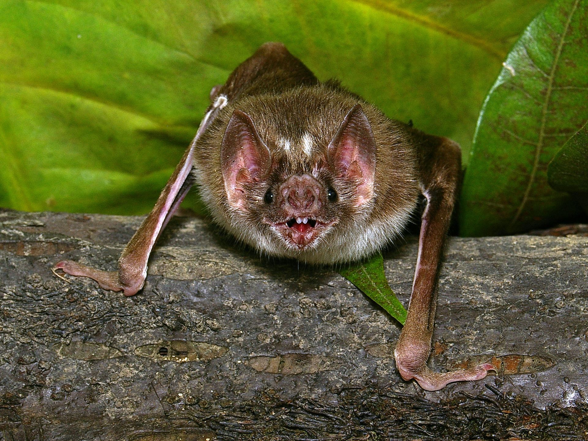 La Nuit Europeenne De La Chauve Souris Durera Tout Le Week End