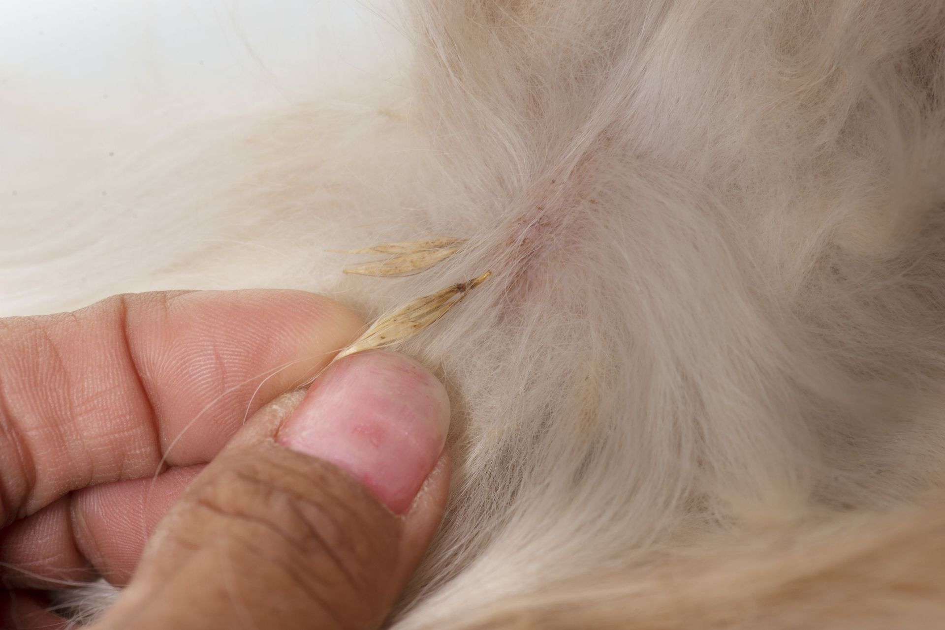 Quel Est Le Danger Des Epillets Pour Votre Animal De Compagnie