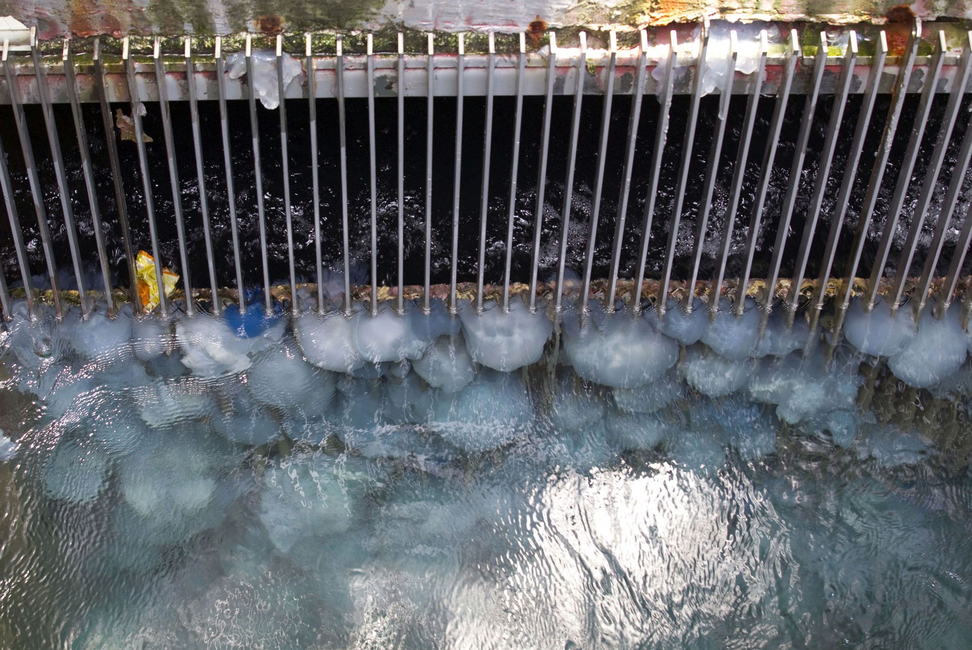 Suede Des Meduses Paralysent Un Reacteur Nucleaire Pendant 3 Jours