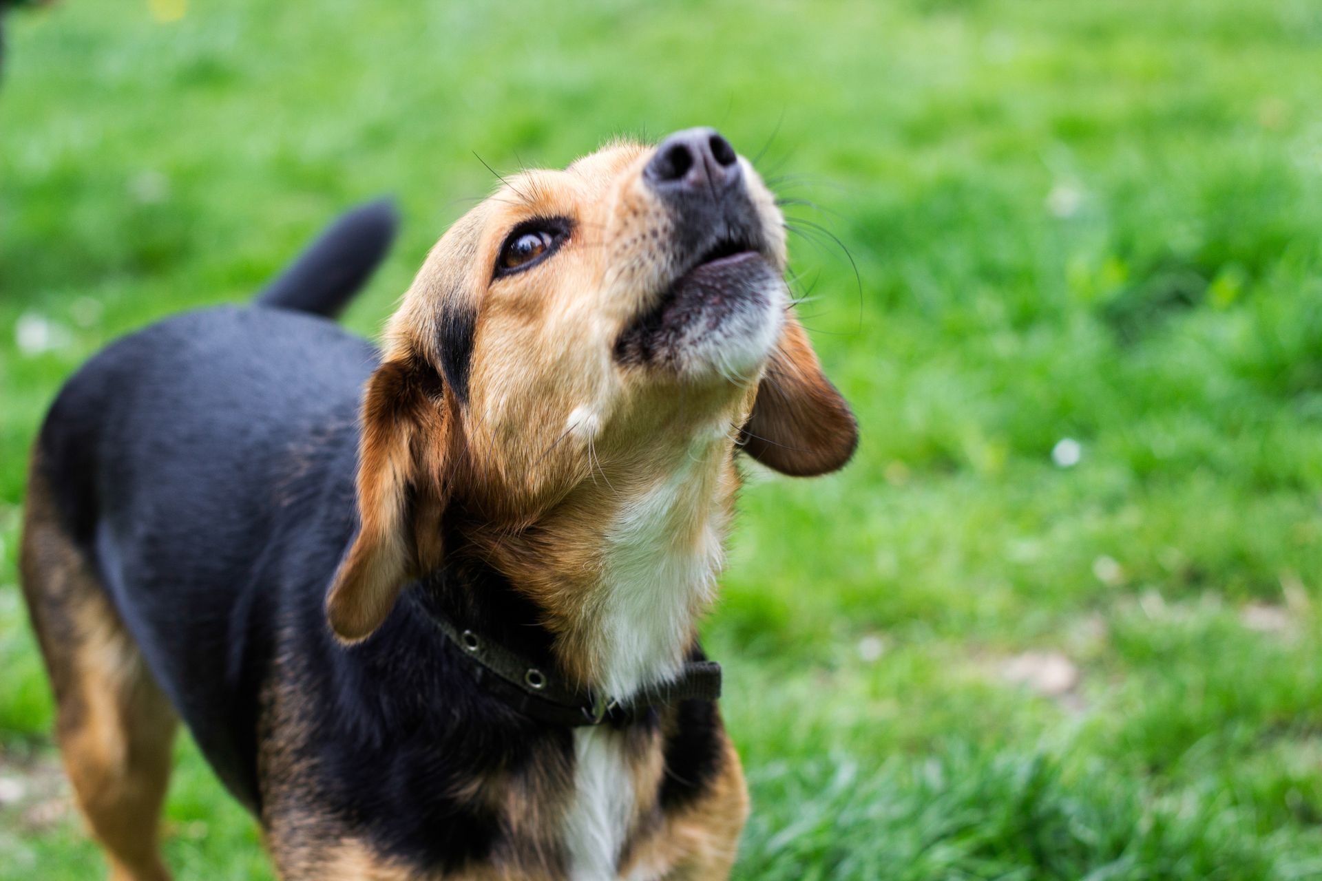 Votre chien aboie et vos voisins se plaignent ?