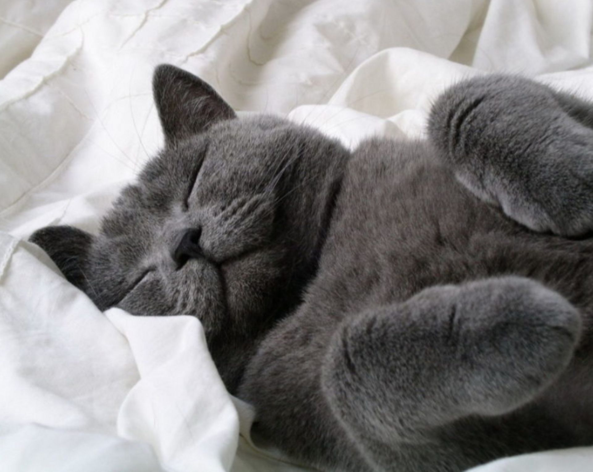 Mon Chat Tremble Avant De Dormir Pourquoi donc mon chat dort-il avec moi