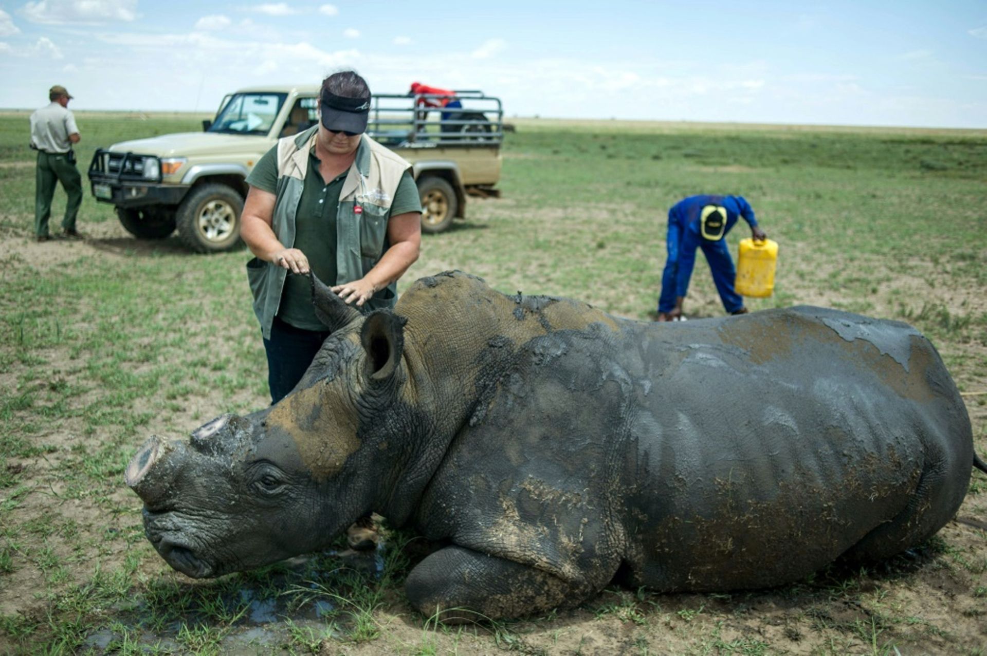 Des cornes de rhinocéros aux enchères, une vente très controversée