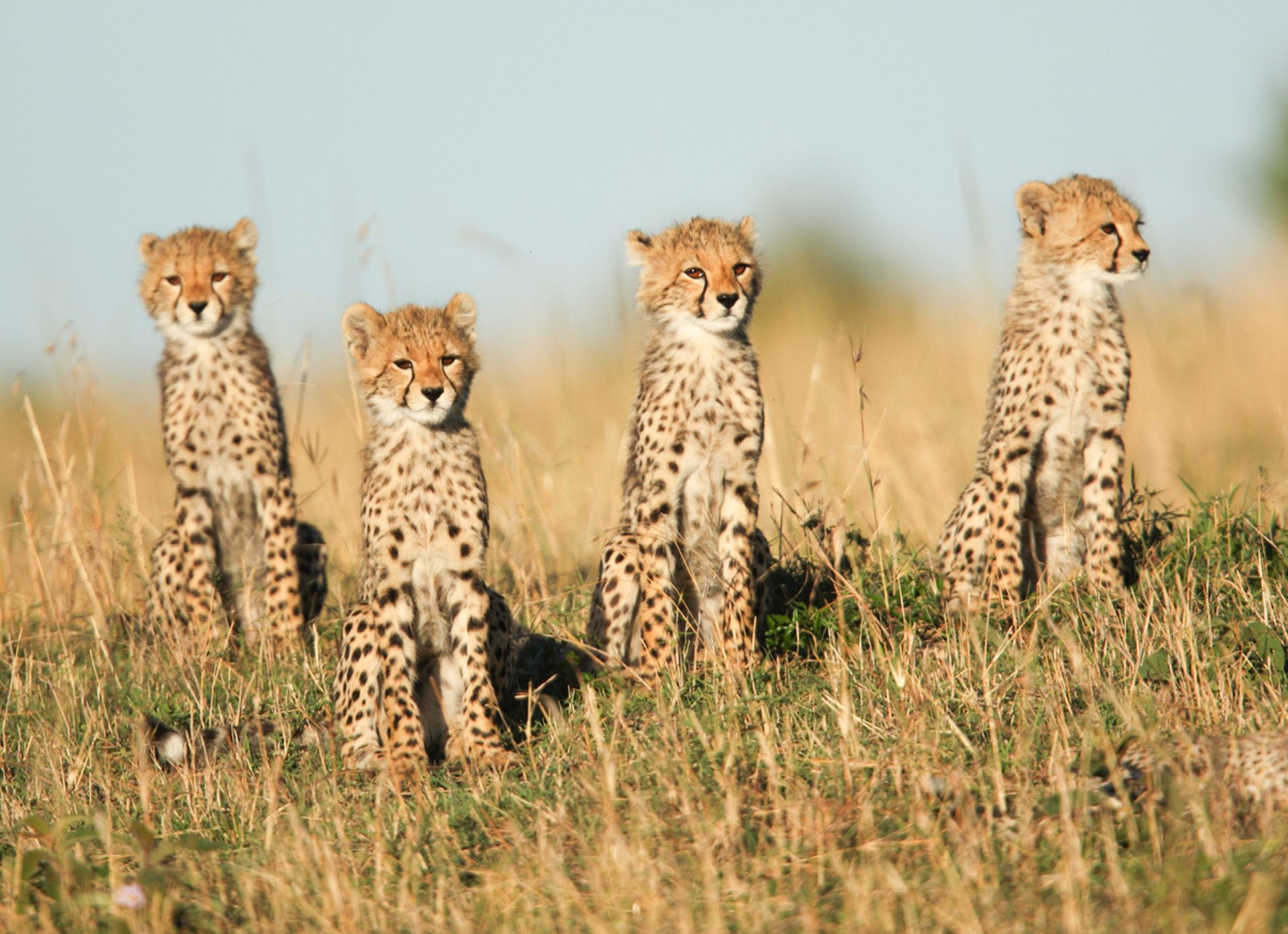 Voici Notre Top 5 Des Bebes Animaux Les Plus Mignons Voici Notre Top 5 Des Bebes Animaux Les Plus Mignons