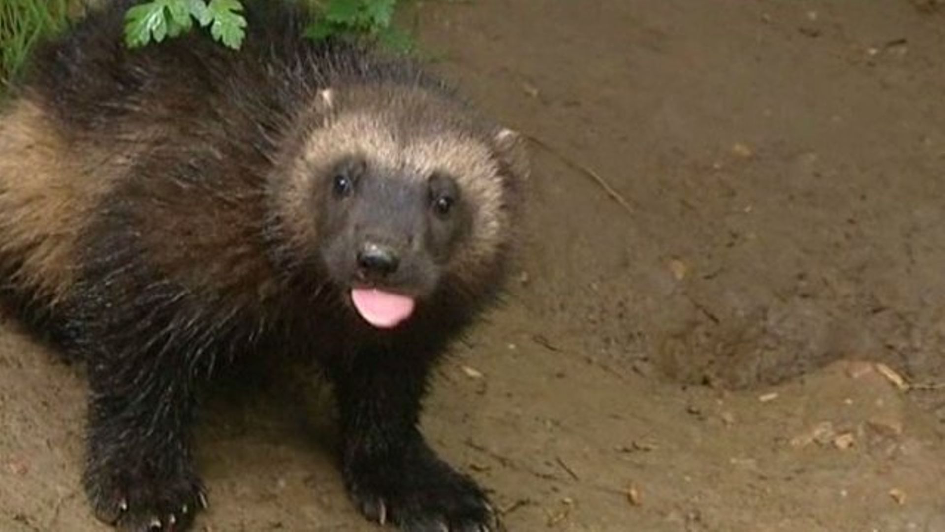 Evenement Exclusif En Belgique Un Bebe Glouton Vient De Naitre Aux Grottes De Han