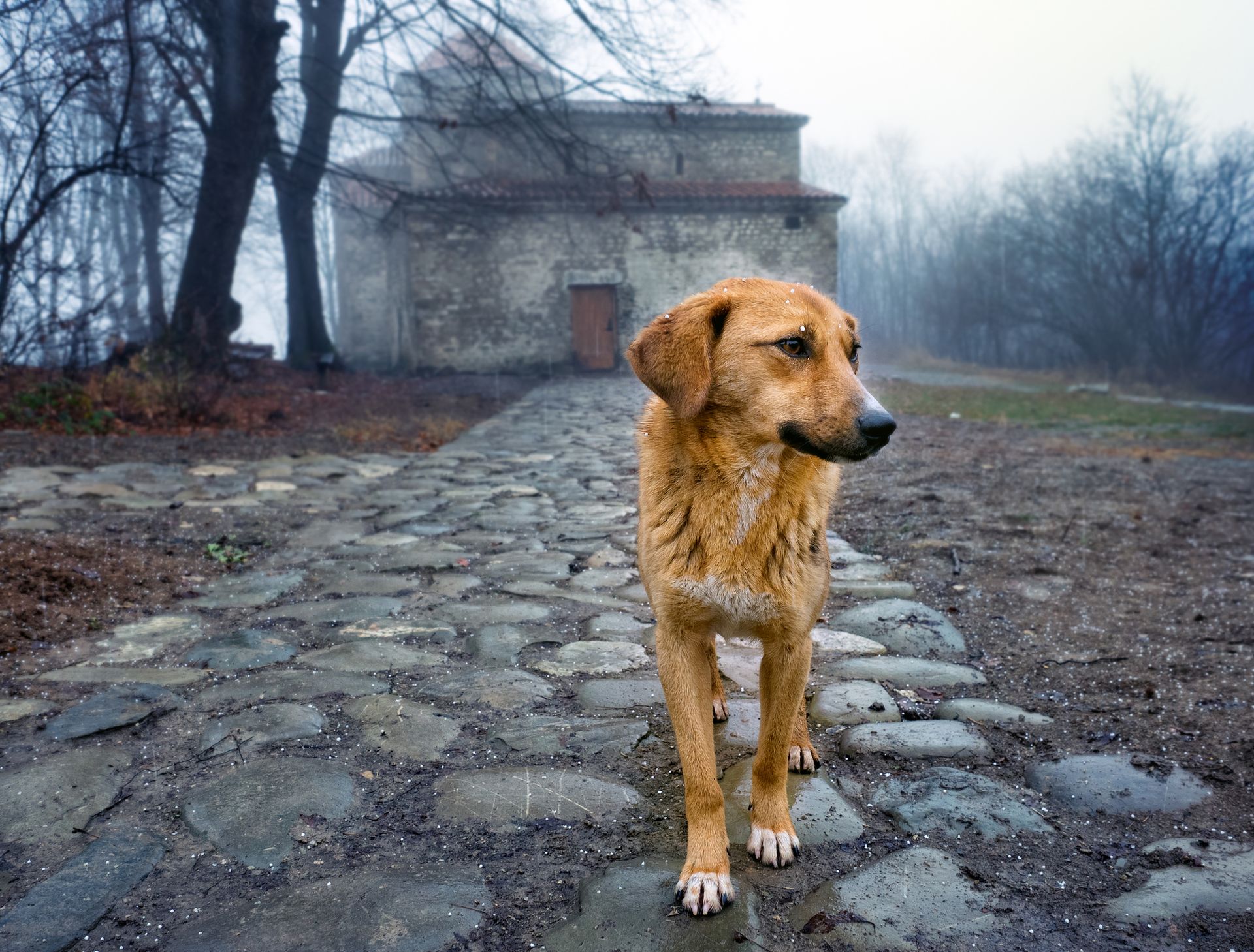 Lu0027application qui va aider les animaux perdus ou blessés !