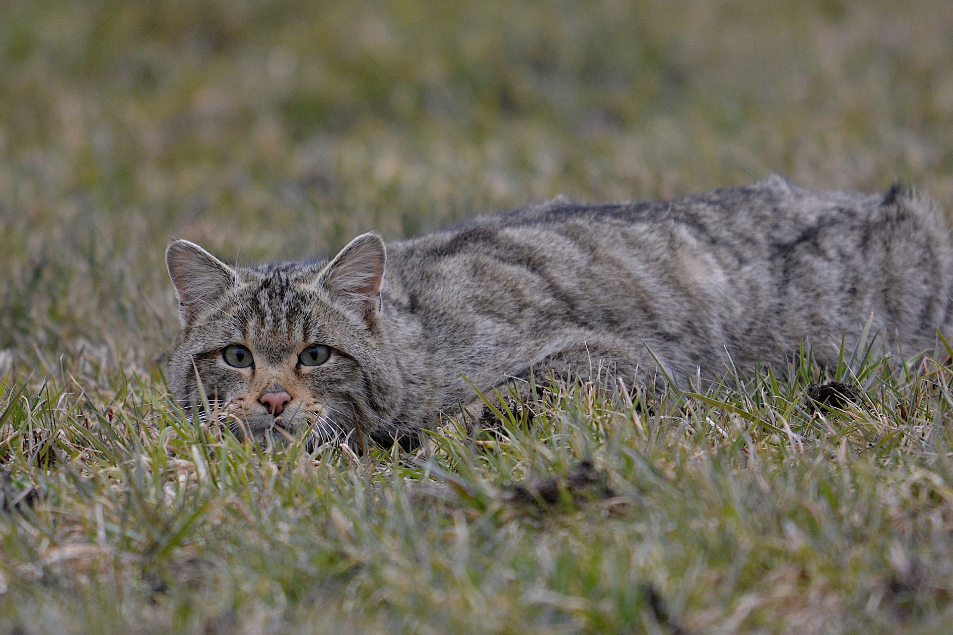 Biodiversite Il Faut Steriliser Le Chat Domestique Pour Proteger Son Cousin Sauvage