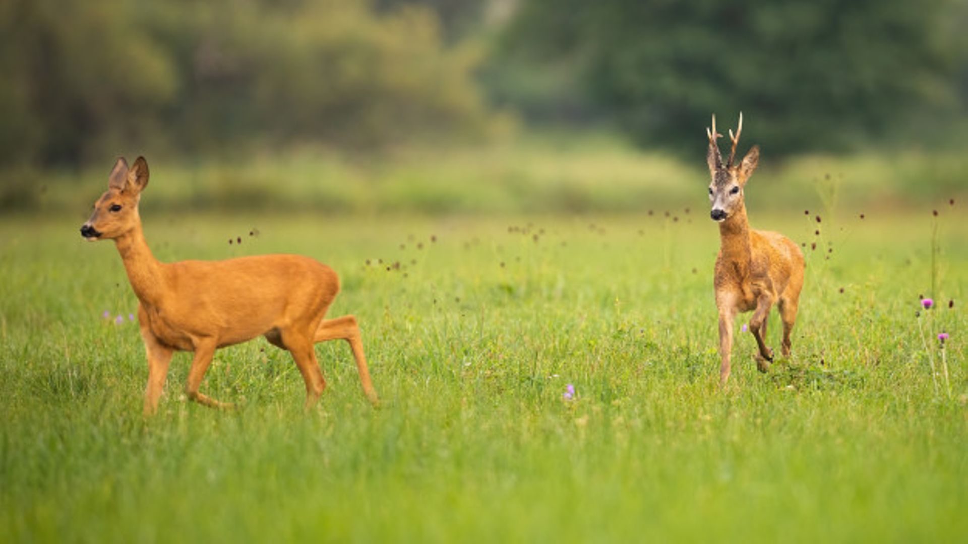 La Nature Racontee La Folle Course Amoureuse Du Chevreuil
