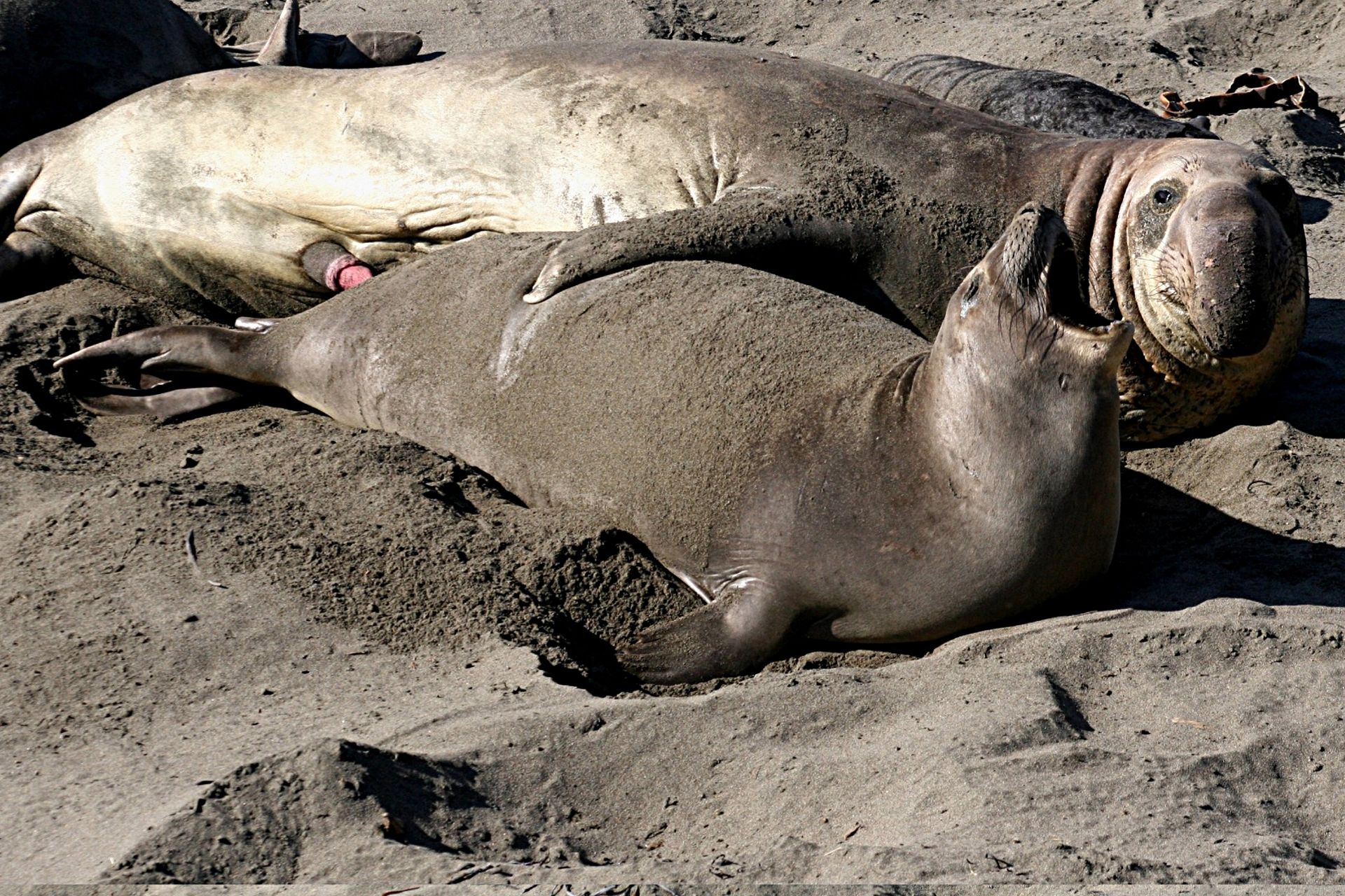 Les Elephants De Mer Sont Polygames Les Elephants De Mer Sont Polygames