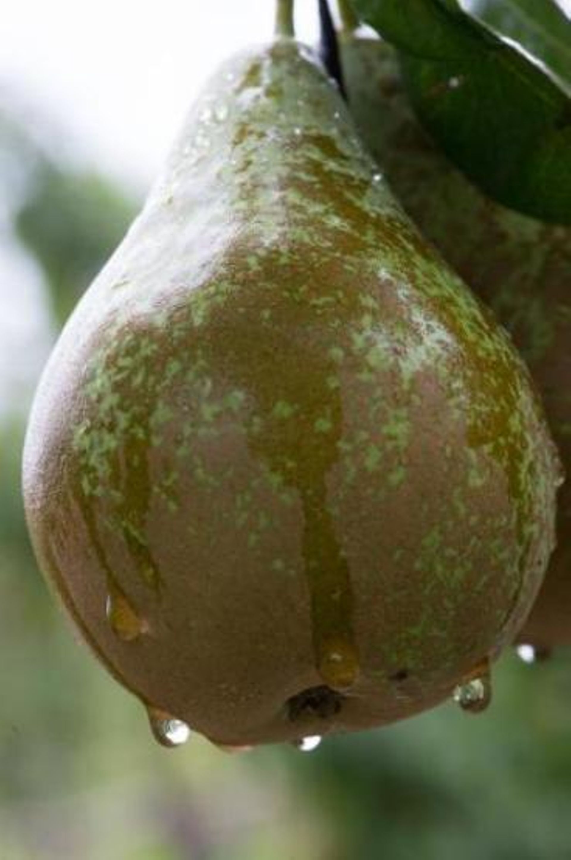 Quel Fruit Ou Légume Peut Briller Dans La Nuit Les fruits et légumes ont aussi souffert de la chaleur