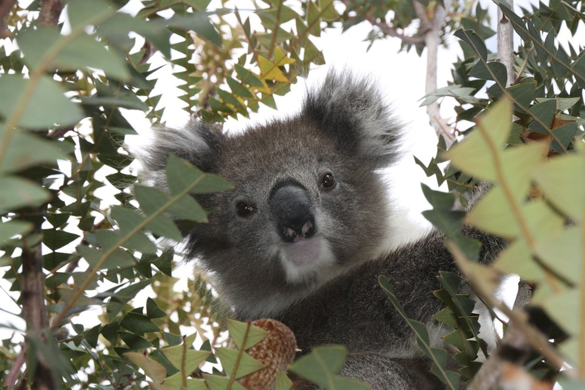 Le Koala En Savoir Plus