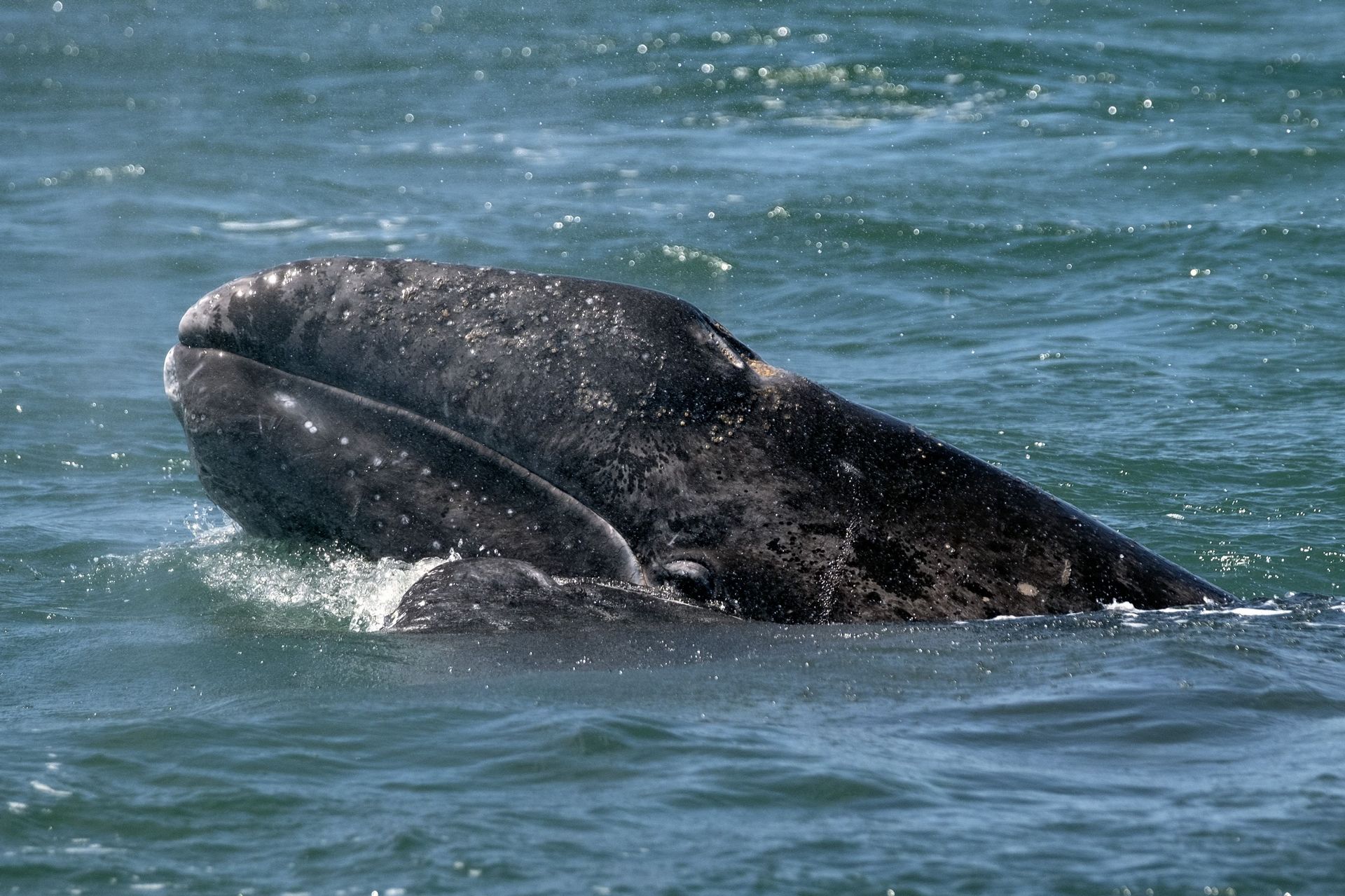 Une baleine grise égarée observée pour la première fois en Méditerranée