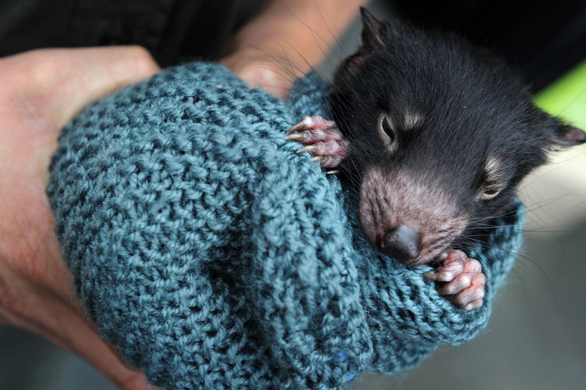 Diable De Tasmanie Premiere Naissance Depuis 3000 Ans De Bebes Sauvages En Australie Continentale