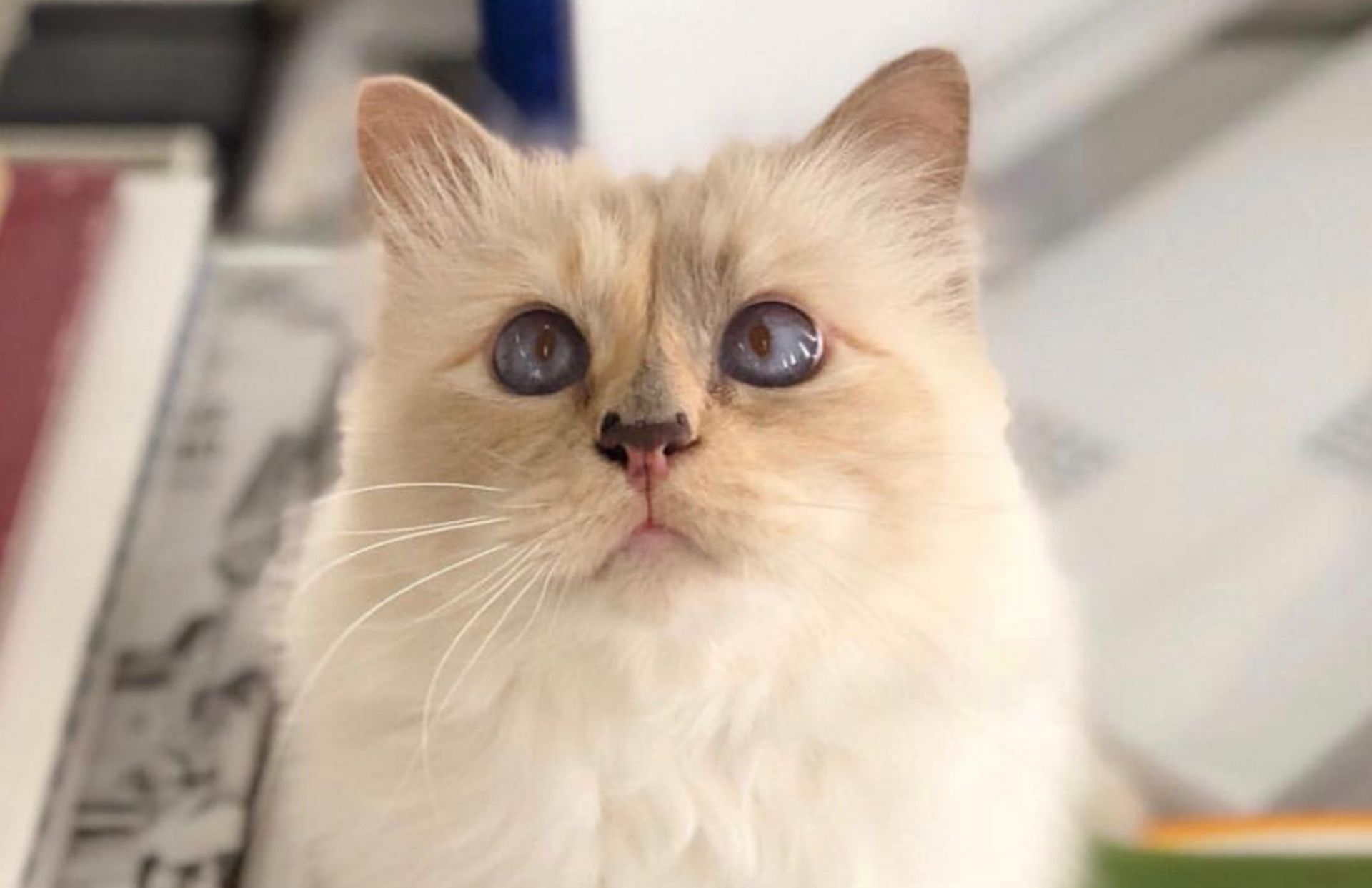 Le Chat Le Plus Riche Du Monde Film Découvrez le top 3 des chats les plus riches du monde