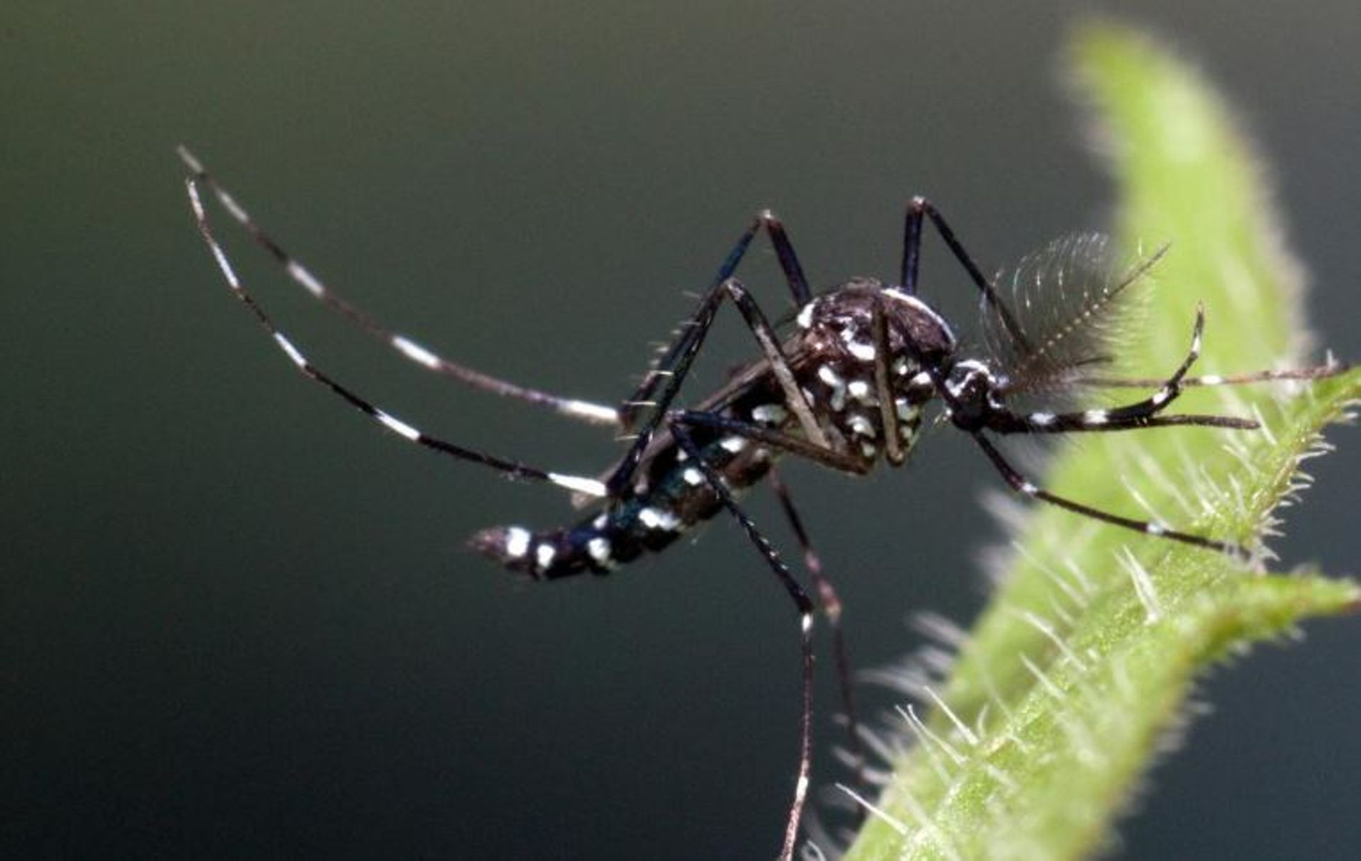 Les moustiques exotiques surveillés de près