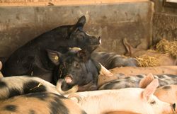 Porc wallon : une autre vie pour les cochons ? Porc wallon : une autre vie pour les cochons ?