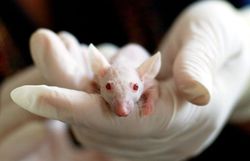 la souris animal souvent "utilisée" en labo la souris animal souvent "utilisée" en labo