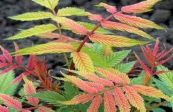 Sorbaria sorbifolia 'Sem' Sorbaria sorbifolia 'Sem'