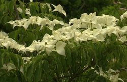 La collection de cornus kousa est la plus importante du pays La collection de cornus kousa est la plus importante du pays