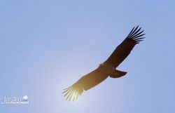 Canyon de Colca, le condor des Andes, 3,5 m d'envergure Canyon de Colca, le condor des Andes, 3,5 m d'envergure