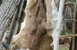 C'est la journée Internationale pour les droits des animaux C'est la journée Internationale pour les droits des animaux