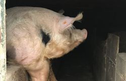 Porc wallon : une autre vie pour les cochons ? Porc wallon : une autre vie pour les cochons ?