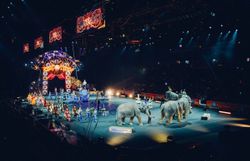 Animaux de cirque, pour combien de temps encore ? Animaux de cirque, pour combien de temps encore ?