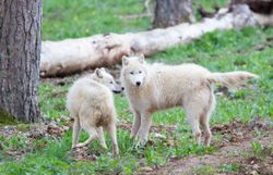 Plongez au cœur de nos forêts dans une série documentaire exceptionnelle ! Plongez au cœur de nos forêts dans une série documentaire exceptionnelle !