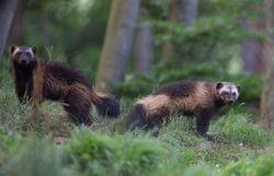 Plongez au cœur de nos forêts dans une série documentaire exceptionnelle ! Plongez au cœur de nos forêts dans une série documentaire exceptionnelle !