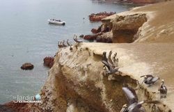 les iles Ballestas, lieux de repos pour les cormorans et goélands, les iles Ballestas, lieux de repos pour les cormorans et goélands,