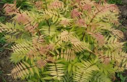 Sorbaria sorbifolia 'Sem' Sorbaria sorbifolia 'Sem'