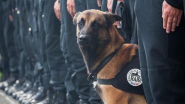 Insolite Des Funerailles Pour Les Chiens Morts Au Combat