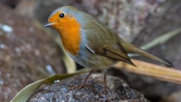 Oiseaux De Nos Jardins Les Granivores Sont En Danger