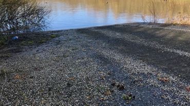 Des milliers de petites billes de plastique se retrouvent sur les berges et dans la Sennette à Ecaussinnes Des milliers de petites billes de plastique se retrouvent sur les berges et dans la Sennette à Ecaussinnes