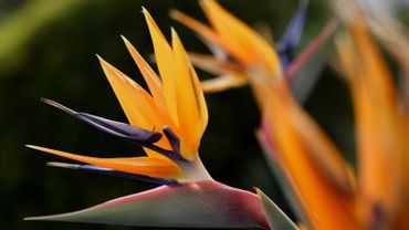 Marc Knaepen Strelitzia Reginae Oiseau Du Paradis