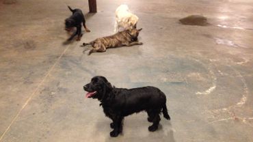 dressage chien wavre