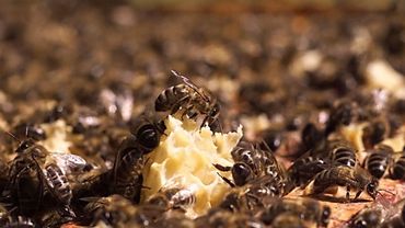 Abeilles domestiques : Bruxelles veut éviter la prolifération anarchique de ruchers Abeilles domestiques : Bruxelles veut éviter la prolifération anarchique de ruchers
