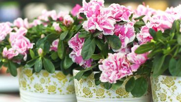 Plante d\'intérieur du mois : l\'azalée Plante d\'intérieur du mois : l\'azalée