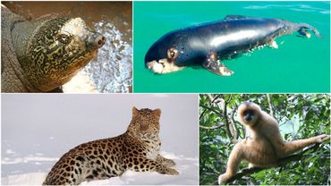 Extinction De Masse Ces Animaux Sont Les Derniers De Leur Espece Sur Terre Videos