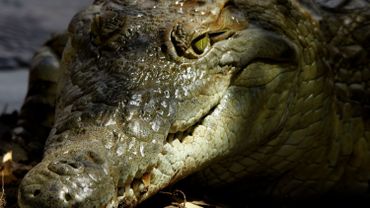 Un Crocodile Attaque Un Couple Dans Une Piscine Au Zimbabwe