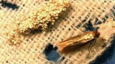 Nature Les Anti Mites