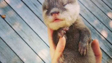 Video Du Premier Bain D Un Bebe Loutre