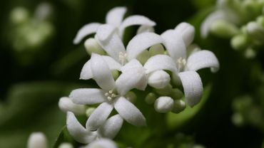 Les fleurs en étoile sont simples mais particulièrement jolies