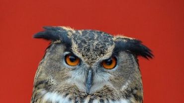 Gratuit Images Comment Tourne La Tete Du Hibou Le Secret Revele D Une Rotation A le plus cool salutations