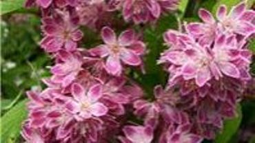 Francis Peeters Deutzia X Hybrida Magicien
